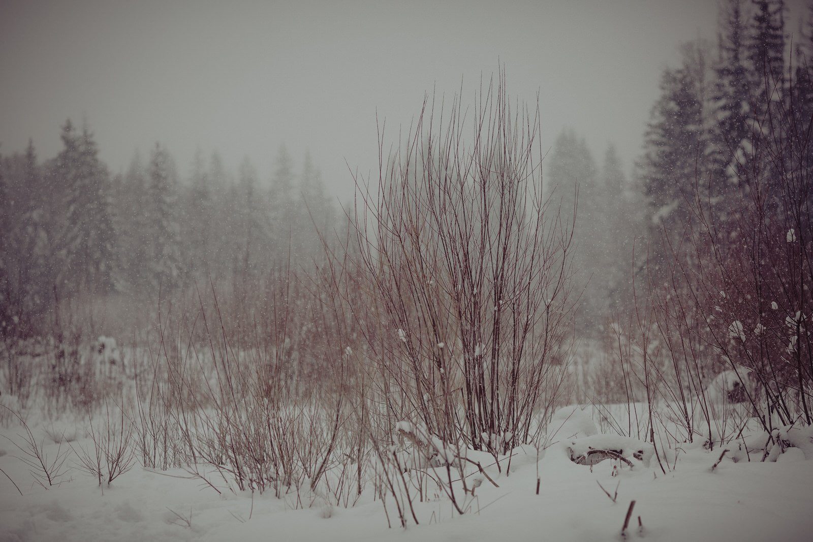 gw narz 07 02 2018 131