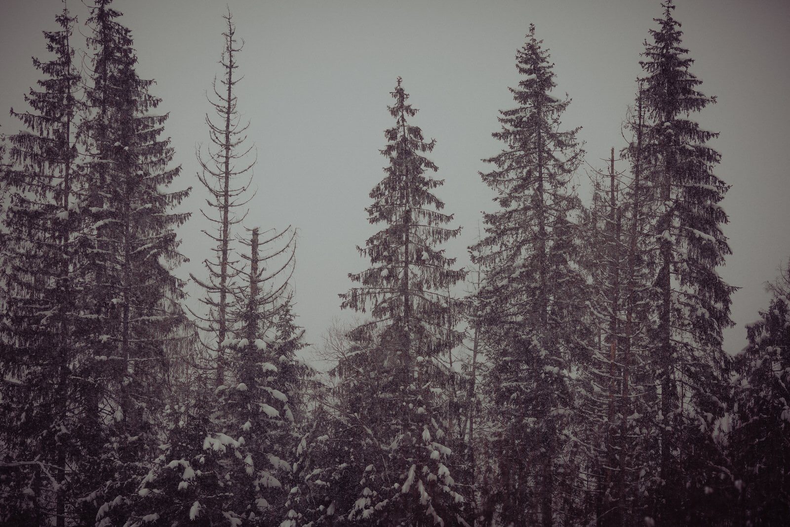 gw narz 07 02 2018 132